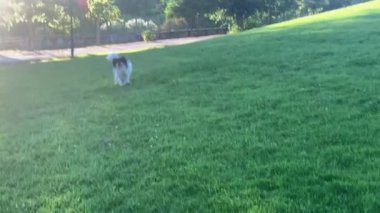 Bu video, çimenli bir arazide koşan neşeli siyah beyaz bir köpeğin mutlu bir ifadeyle kameraya yaklaştığını gösteriyor. Köpeğin yüzü yaklaştıkça heyecanla doluyor..