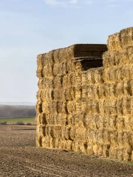 Açık araziye karşı büyük bir yığın altın sarısı saman balyası.