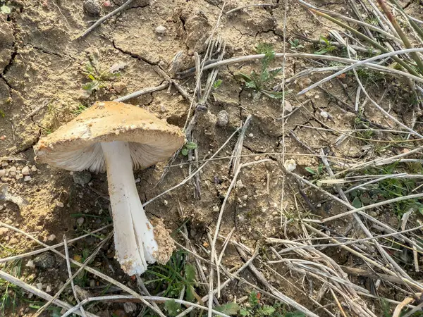 Kuru solungaçları beyaz solungaçlı yalnız kahverengi bir mantarın yakın plan çekimi, ölü bitki kalıntıları arasında çatlamış toprak..