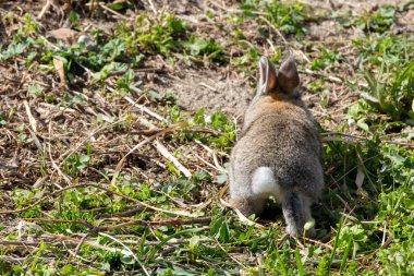 Tüylü Tavşan Uzaklaşıyor, Arka Görünüm