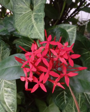 Evin bahçesinde Ixora Chinensis çiçekleri var. Evin arka bahçesinde çiçek açan kırmızı çiçekleri kapatın. Arka planda bitki olsun. Kimse yok..