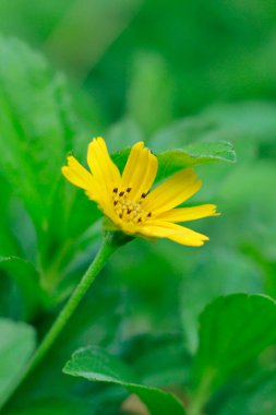 Yeşil çimlerin ortasında sevimli sarı çiçek
