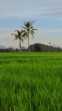 Pirinç tarlaları Endonezya