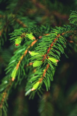 Çam iğnelerine yakın çekim. Yüksek kaliteli fotoğraf.
