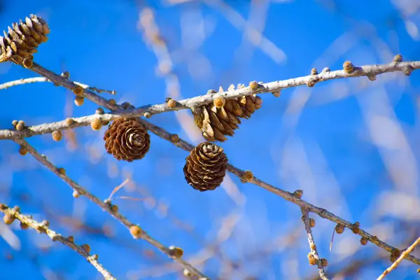 Çam kozalaklı bir ağacın dalı. Yüksek kaliteli fotoğraf.