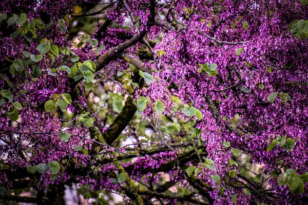 Parkta mor çiçekler. Yüksek kaliteli fotoğraf.