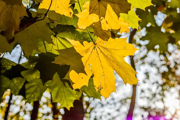Sonbahar yaprağı ve sonbahar havası. Yüksek kaliteli fotoğraf.