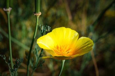 Parktaki sarı çiçek. Yüksek kaliteli fotoğraf.