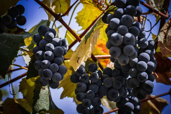 Bir demet üzüm. Yüksek kaliteli fotoğraf.