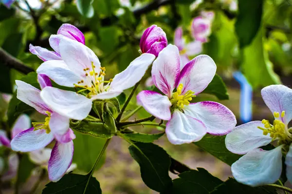 Bahar pembe ve beyaz çiçekler. Yüksek kaliteli fotoğraf.