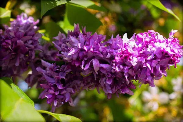 Parkta mor çiçekler. Yüksek kaliteli fotoğraf.