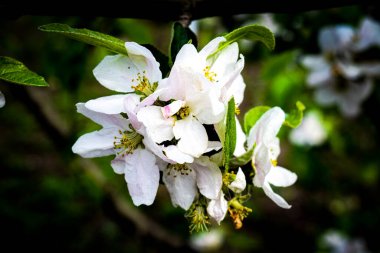 Bahar pembe ve beyaz çiçekler. Yüksek kaliteli fotoğraf.