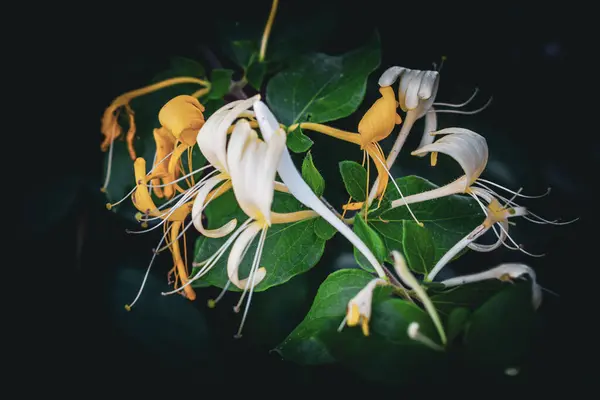 Siyah üzerine çiçekler. Yüksek kaliteli fotoğraf.