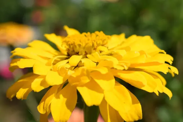 Sarı kasımpatı çiçeği. Yüksek kaliteli fotoğraf.