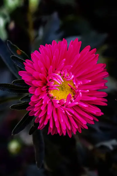 Bahçedeki pembe güzel çiçek. Yüksek kaliteli fotoğraf.