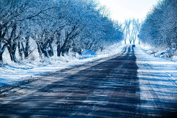 Ağaçlı kış manzarası. Yüksek kaliteli fotoğraf.