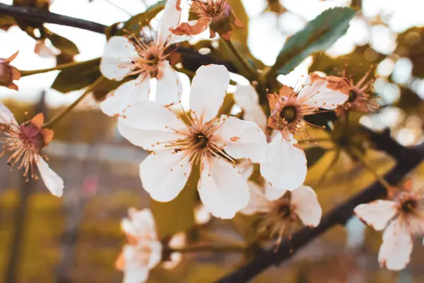 Bahar pembe ve beyaz çiçekler. Yüksek kaliteli fotoğraf.