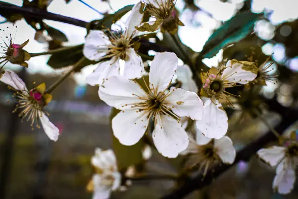 Bahar pembe ve beyaz çiçekler. Yüksek kaliteli fotoğraf.