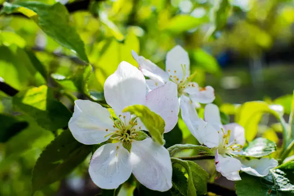 Bahar pembe ve beyaz çiçekler. Yüksek kaliteli fotoğraf.