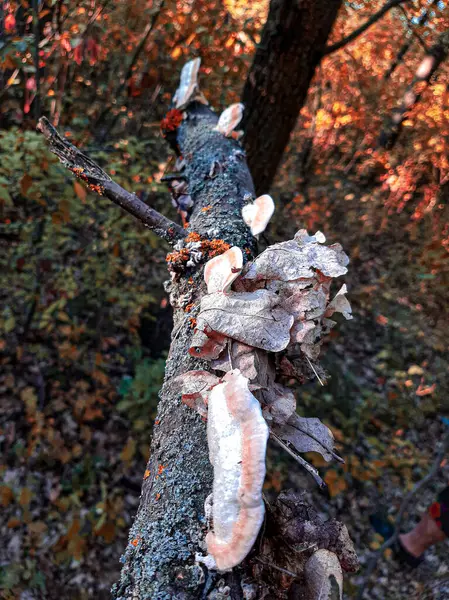 Ağacın gövdesinde mantar var. Yüksek kaliteli fotoğraf.