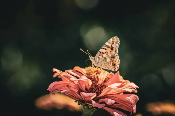 Amiral Kelebek bir çiçeğin üzerinde. Yüksek kaliteli fotoğraf.