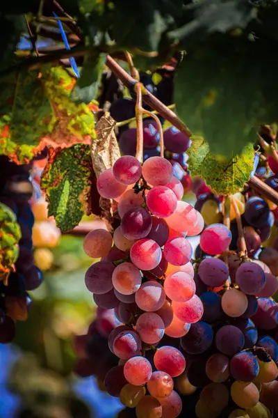 Taze üzümler. Yüksek kaliteli fotoğraf.