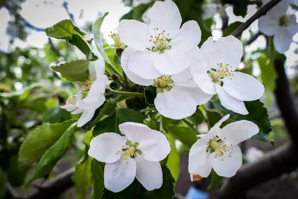 Bahar pembe ve beyaz çiçekler. Yüksek kaliteli fotoğraf.