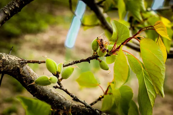 Bahar havasında bebek kayısıları. Yüksek kaliteli fotoğraf.