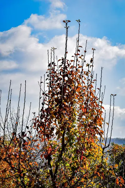 Sonbaharda ağaçlar. Yüksek kaliteli fotoğraf.