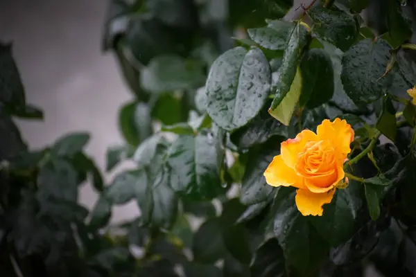 Bahçedeki sarı gül. Yüksek kaliteli fotoğraf.