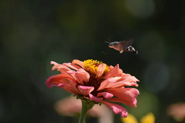 Çiçek üzerindeki kelebek. Yüksek kaliteli fotoğraf.