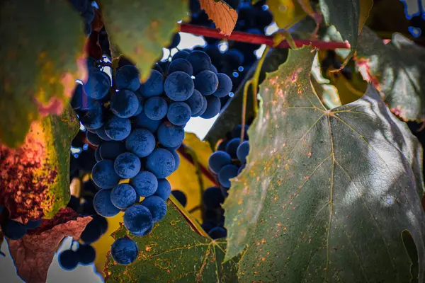 Taze üzümler. Yüksek kaliteli fotoğraf.