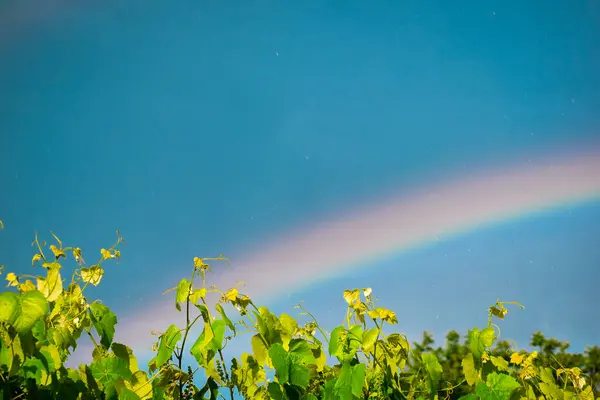Gökyüzünde gökkuşağı. Yüksek kaliteli fotoğraf.
