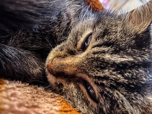 Uykulu, küçük ve sevimli bir kedi. Yüksek kaliteli fotoğraf.