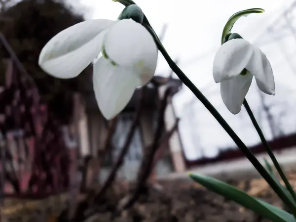 İlkbaharda kar damlası çiçeği. Yüksek kaliteli fotoğraf.