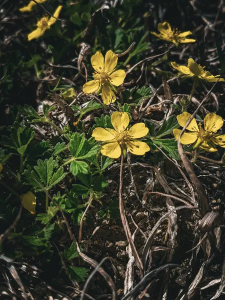 Çimlerin sarı çiçekleri. Yüksek kaliteli fotoğraf.