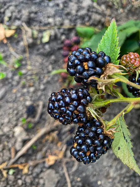 Çalılıklardaki böğürtlenler. Yüksek kaliteli fotoğraf.