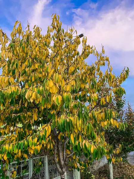 Sonbahar atmosferinde yeşil ve sarı yapraklı ağaç. Yüksek kaliteli fotoğraf.