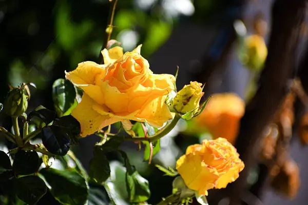 Bahçedeki sarı gül. Yüksek kaliteli fotoğraf.
