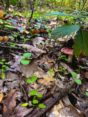 Ormanda yeşil yosun. Yüksek kaliteli fotoğraf.