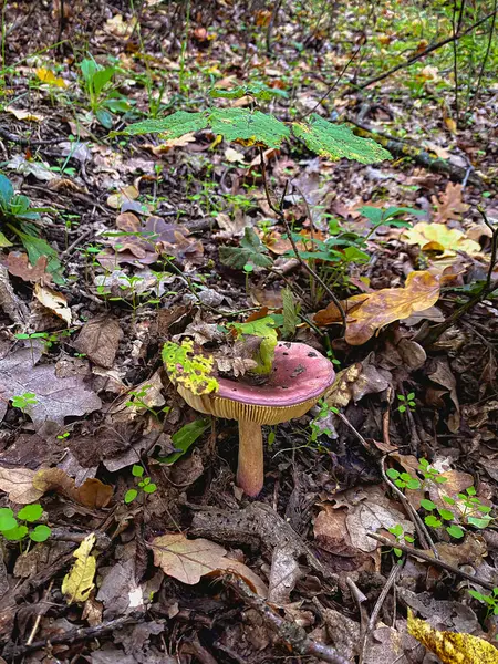 Ormandaki mantarlar. Yüksek kaliteli fotoğraf.