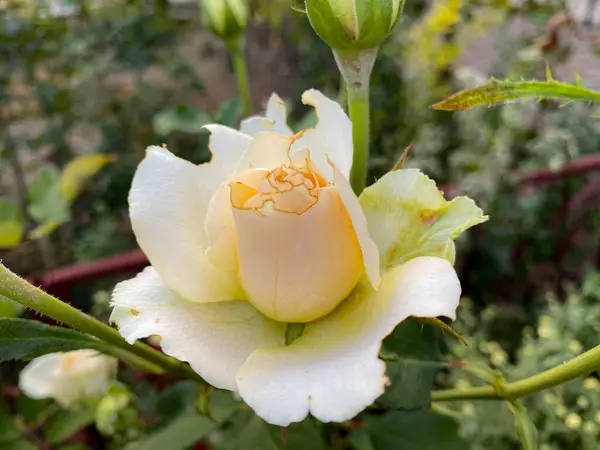 Bahçedeki beyaz gül. Yüksek kaliteli fotoğraf.