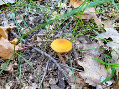 Yerdeki mantarlar. Yüksek kaliteli fotoğraf.