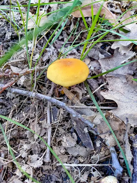 Ormanda mantar. Yüksek kaliteli fotoğraf.