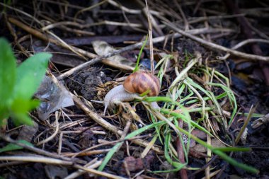 Yaprağın üzerinde küçük bir salyangoz. Yüksek kaliteli fotoğraf.
