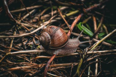 Yapraktaki salyangoz. Yüksek kaliteli fotoğraf.