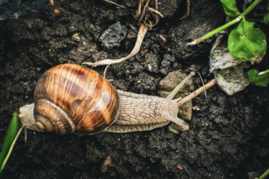 Doğal zeminde salyangoz. Yüksek kaliteli fotoğraf.