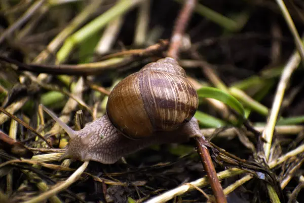 Yürüyen bir salyangoz. Yüksek kaliteli fotoğraf.