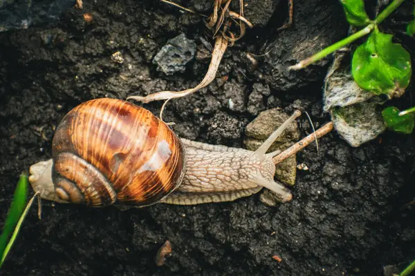 Doğal zeminde salyangoz. Yüksek kaliteli fotoğraf.