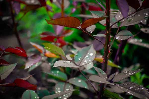 Bir gülün yapraklarının üzerine yağmur damlası. Yüksek kaliteli fotoğraf.